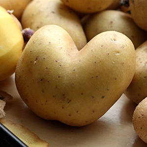 potato